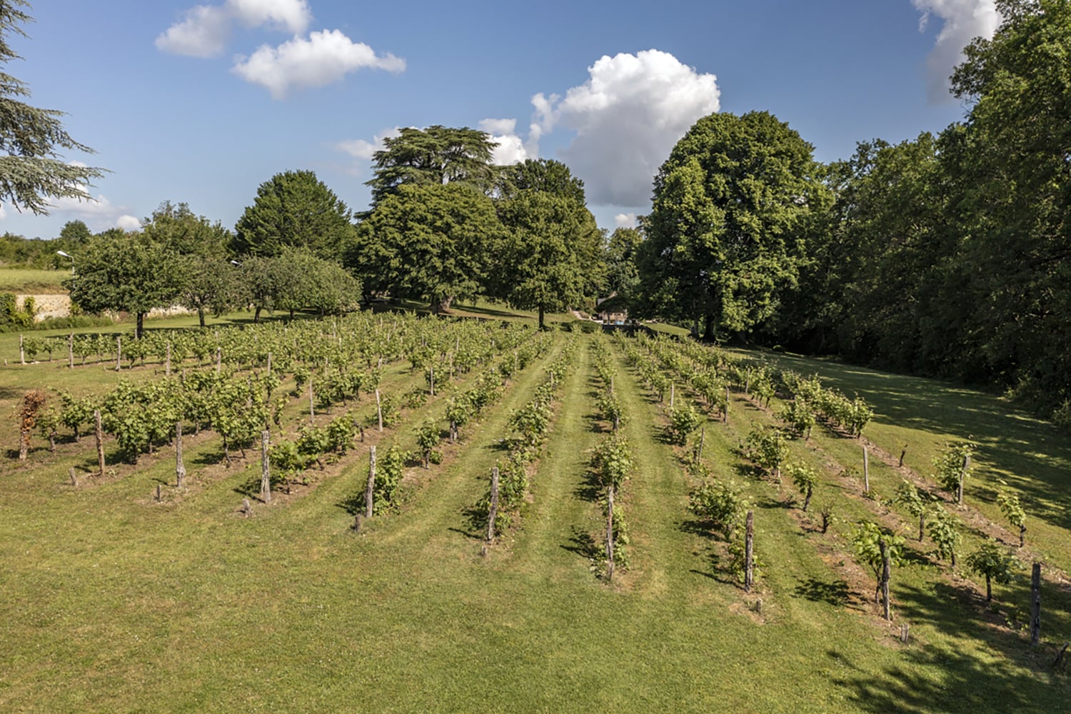 Vignoble