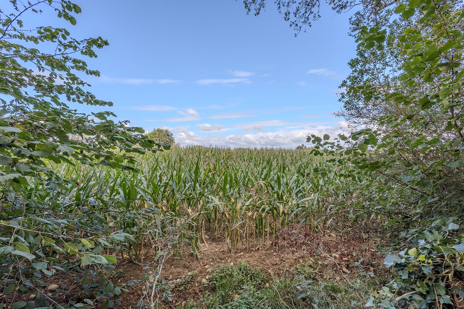 Vue sur la campagne