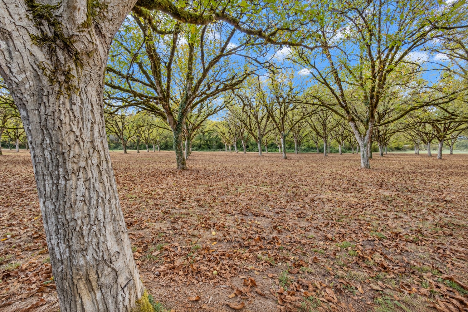 Jardin