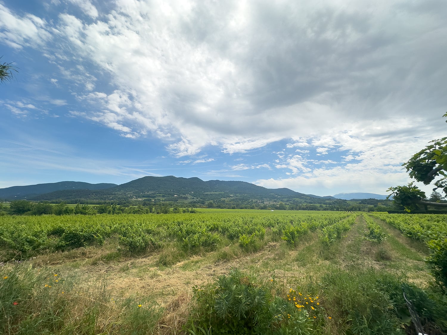 Vue depuis le jardin