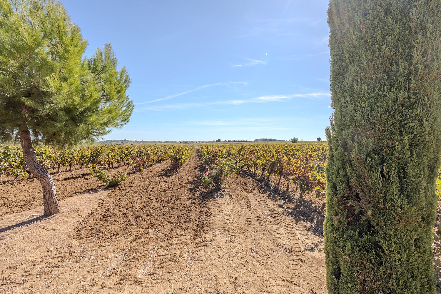 Vues sur le vignoble