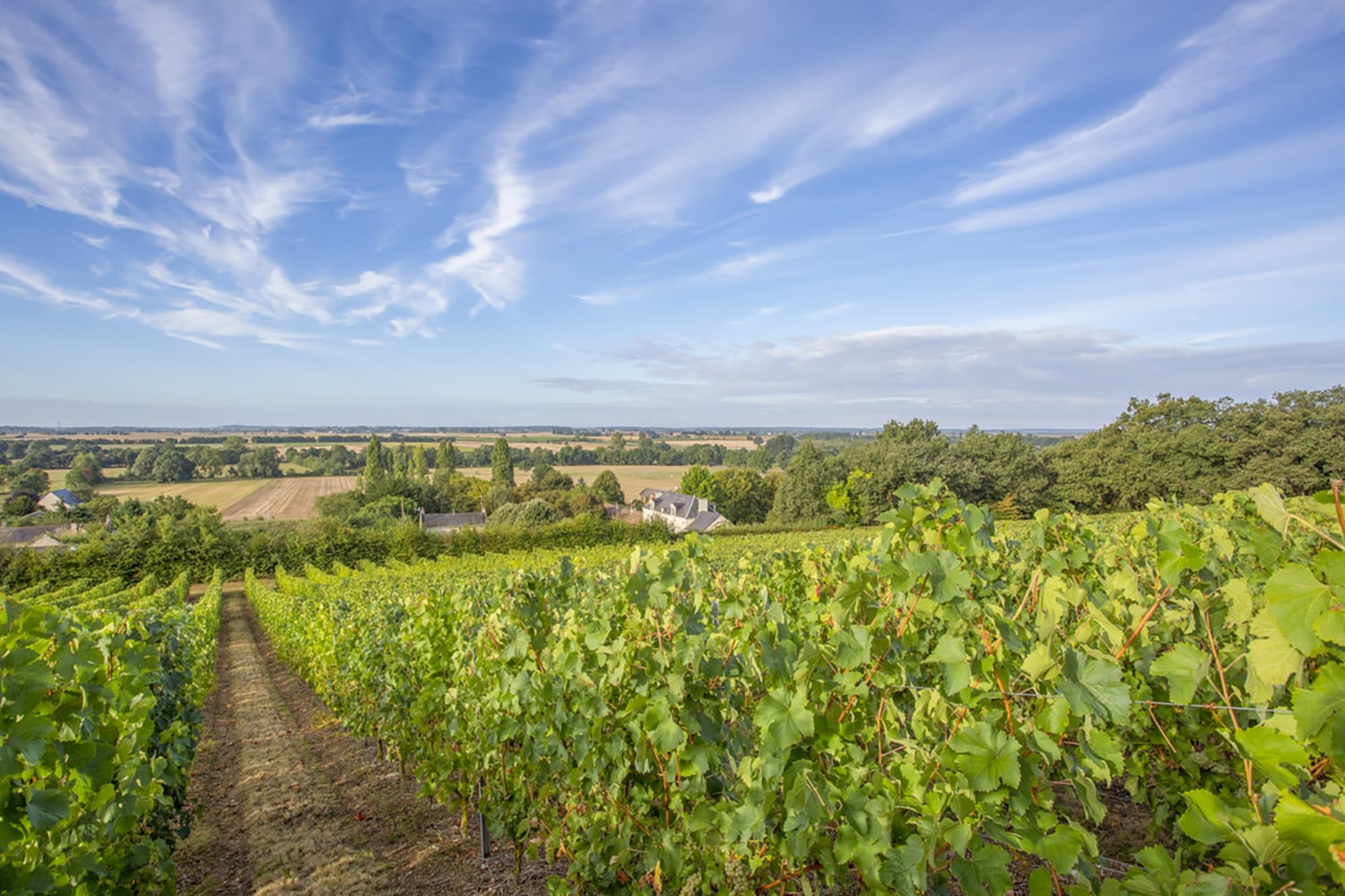Vignobles