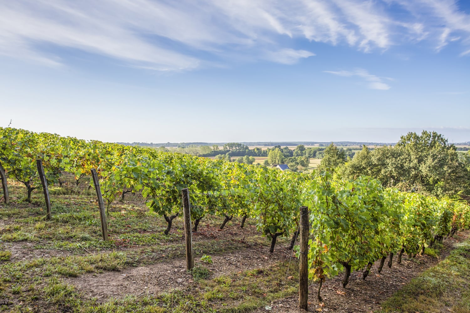 Vignobles